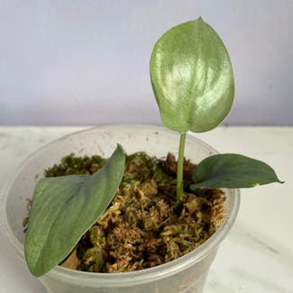 Scindapsus pictus 'Silver Hero' plant in New York, New York