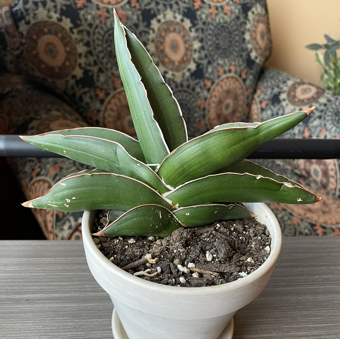 Samurai Dwarf Snake Plant in a white pot with visible soil, well-framed and in focus.