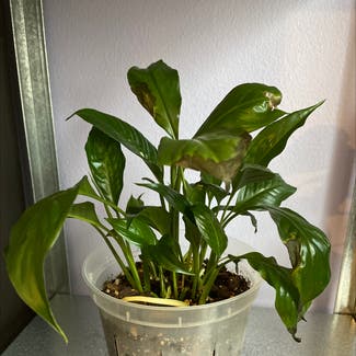 Peace Lily plant in New York, New York