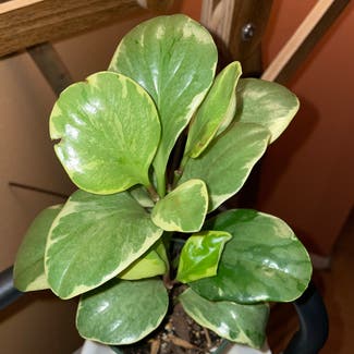 Golden Gate Peperomia plant in New York, New York