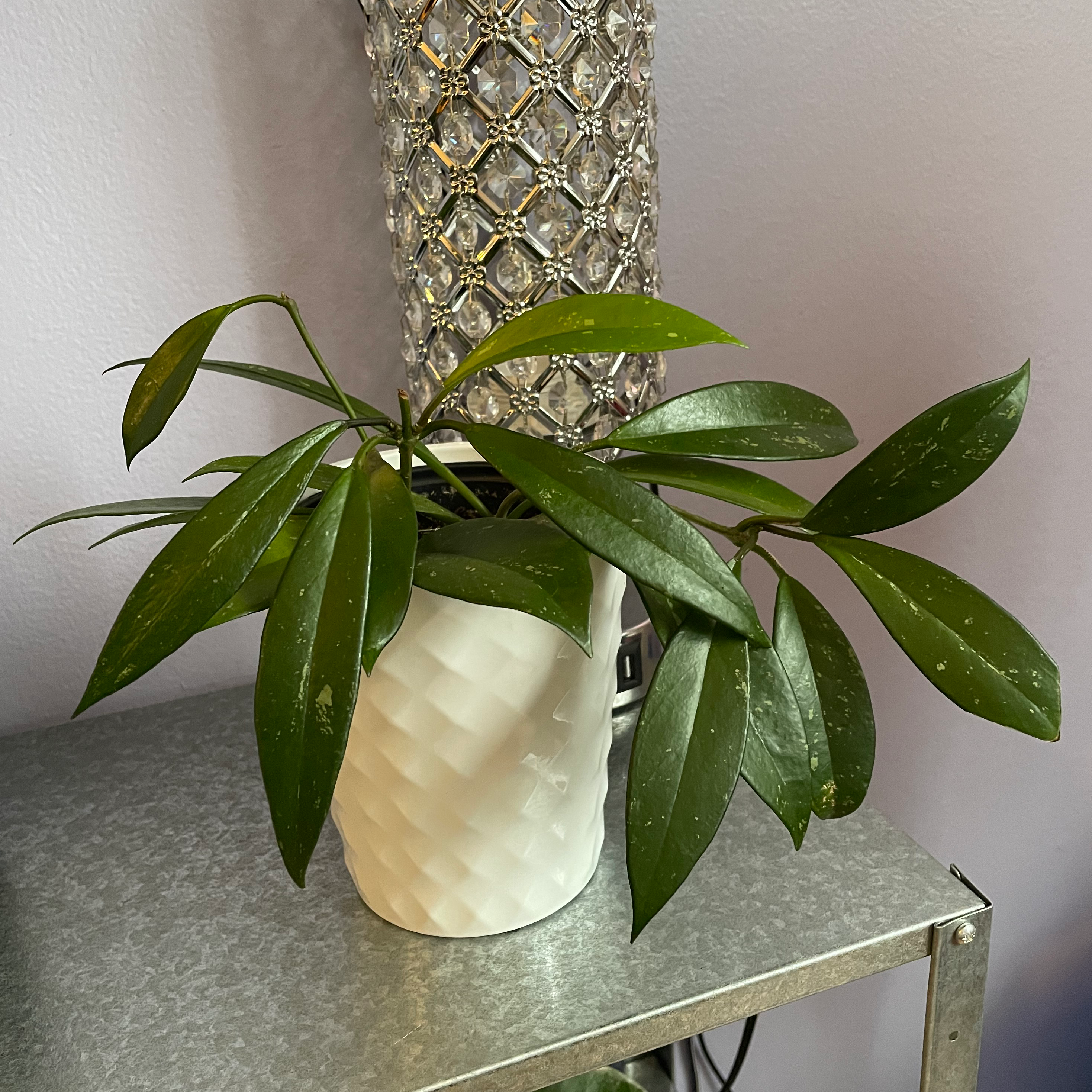 Hoya Pubicalyx plant photo by @GroundedGoddess named Peter Parker on Greg, the plant care app.