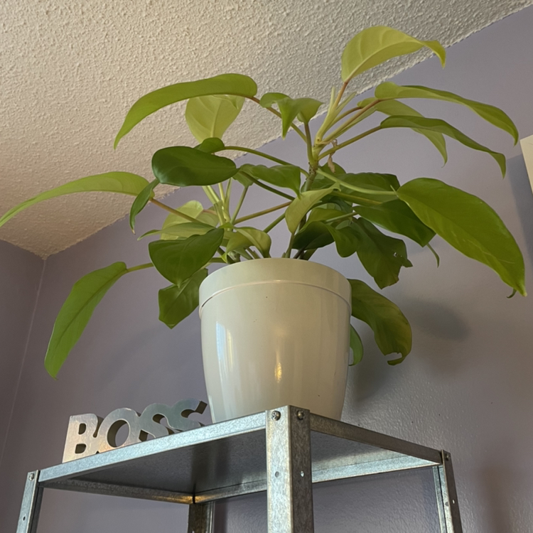Golden Goddess Philodendron in a white pot on a metal shelf, healthy green leaves.