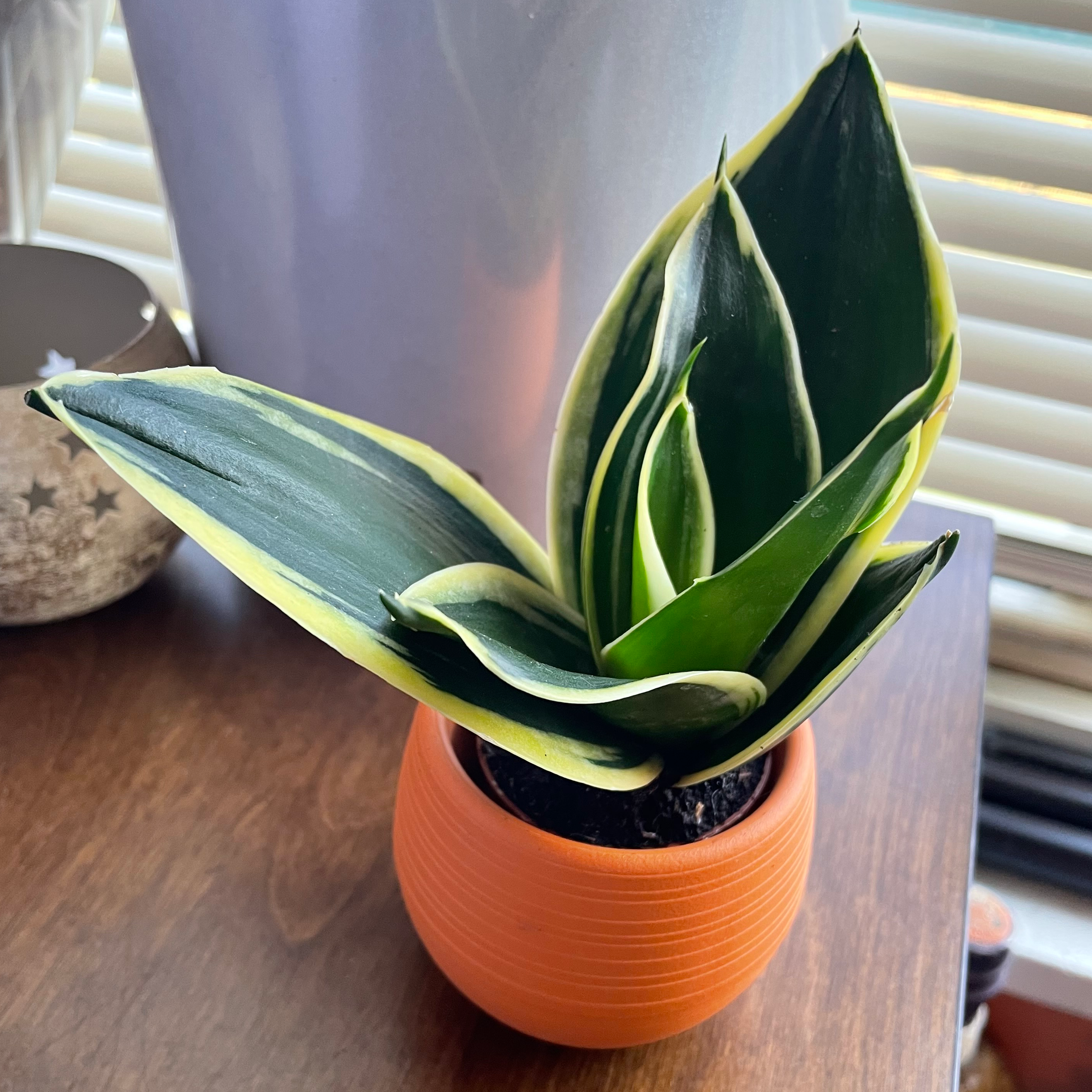 Black Star Snake Plant in an orange pot on a wooden surface, healthy green leaves with yellow edges.