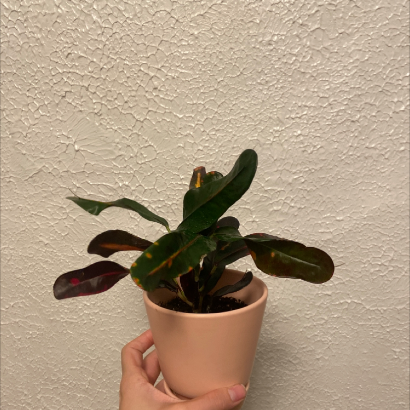 Bush on Fire Croton plant photo by @Plantypants named Marley on Greg, the plant care app.