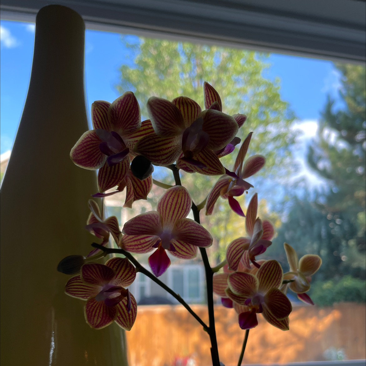 Photo of the plant species spiked crested coralroot by @Engen6669 named Orca on Greg, the plant care app