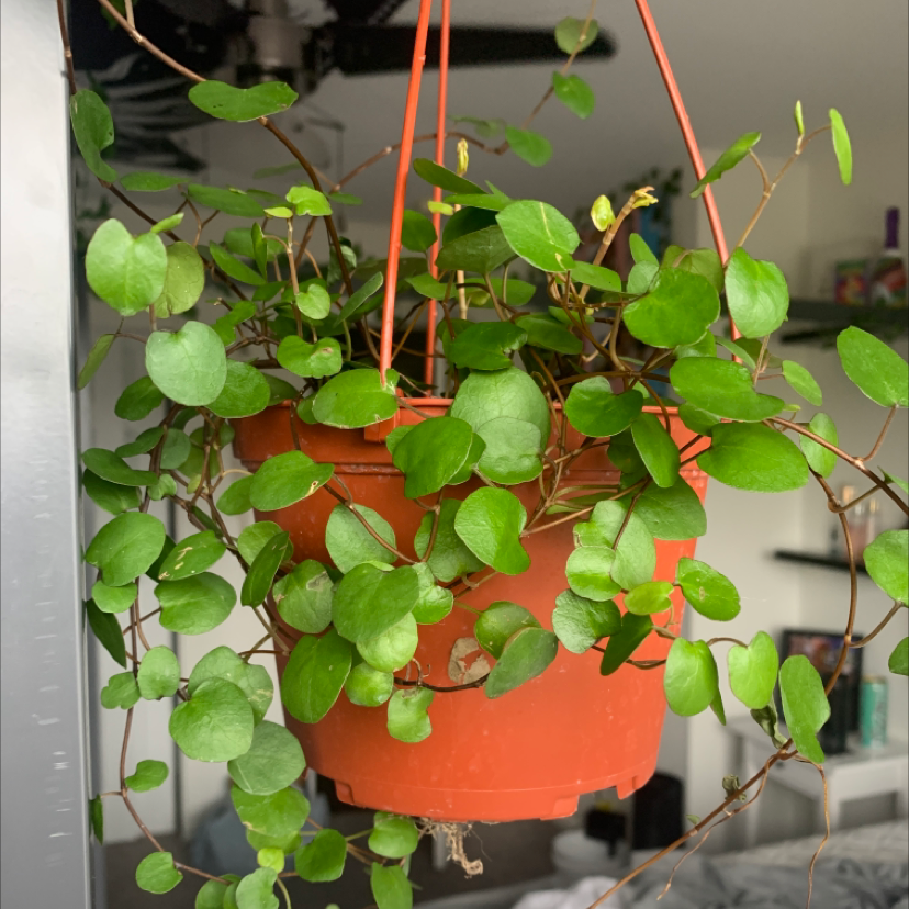 Sprawling Wirevine plant in a hanging pot with vibrant green leaves.