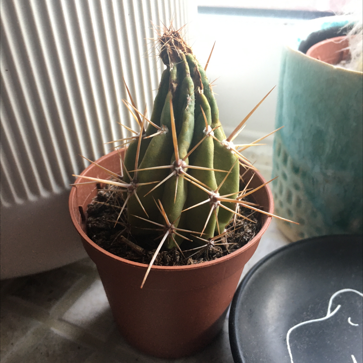 Sonora Barrel cactus in a pot with some browning at the top, indicating potential health issues.