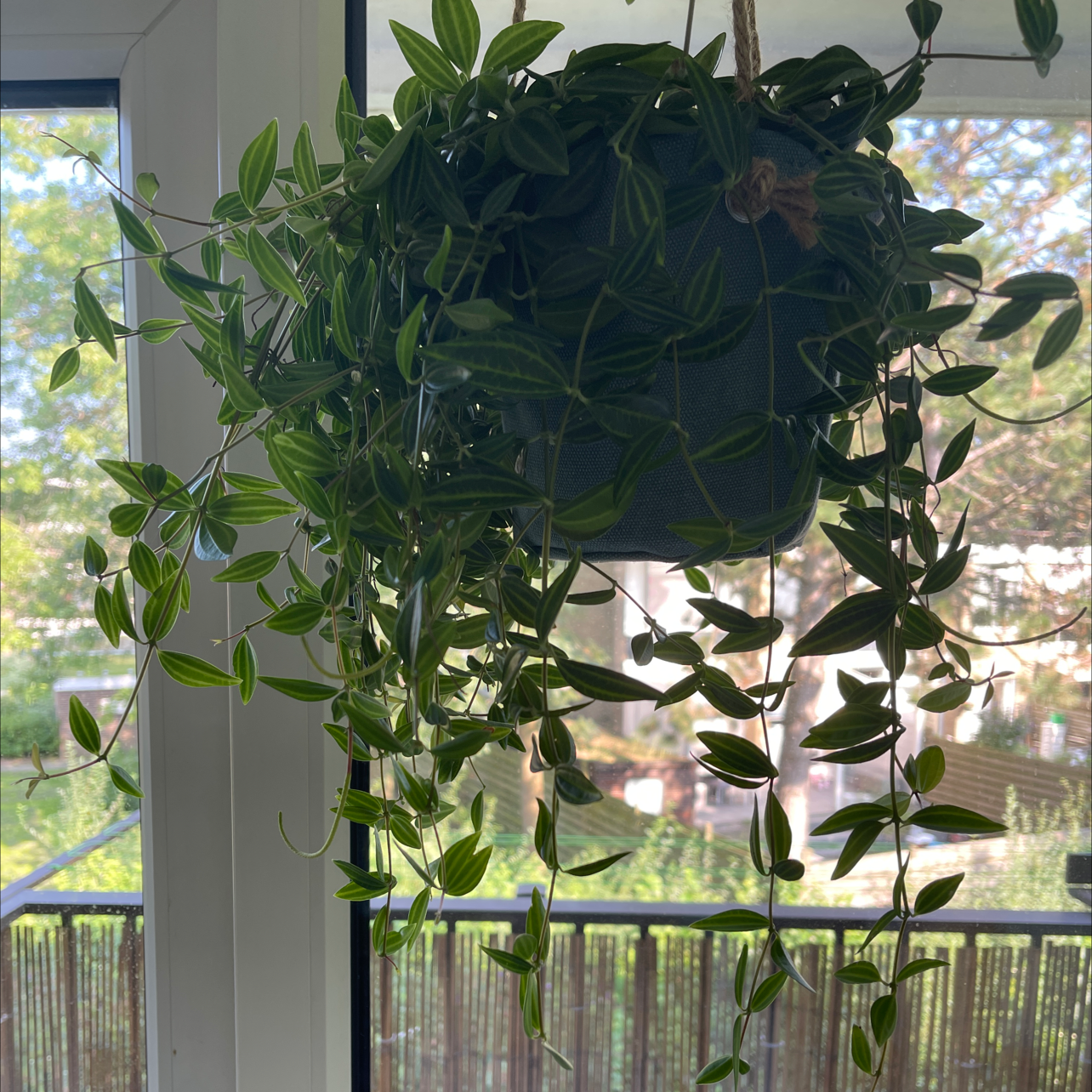 Hanging Beetle Peperomia plant with trailing vines and green leaves in front of a window.