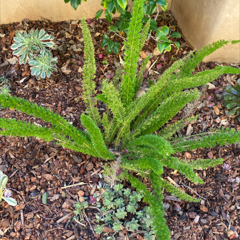 Healthy plume asparagus plant with lush green foliage growing in potting soil alongside small succulent plants.