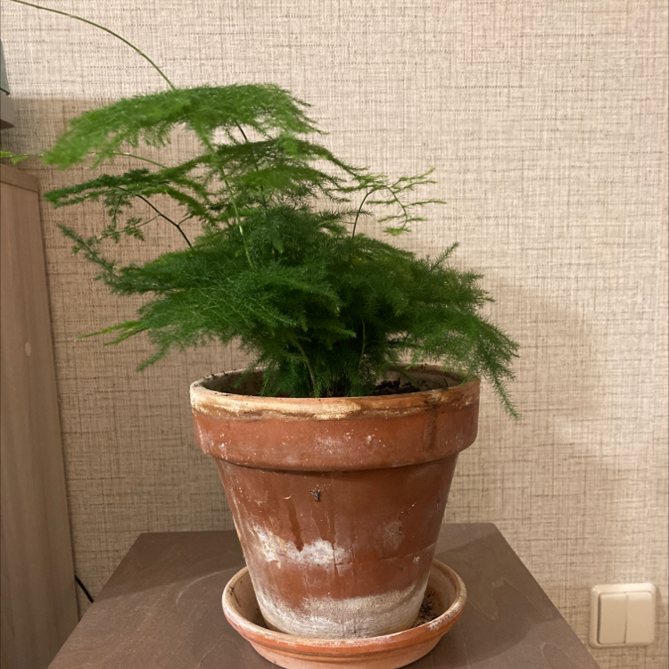 Photo of the plant species Asparagus Fern by @zapppte named Cerība on Greg, the plant care app