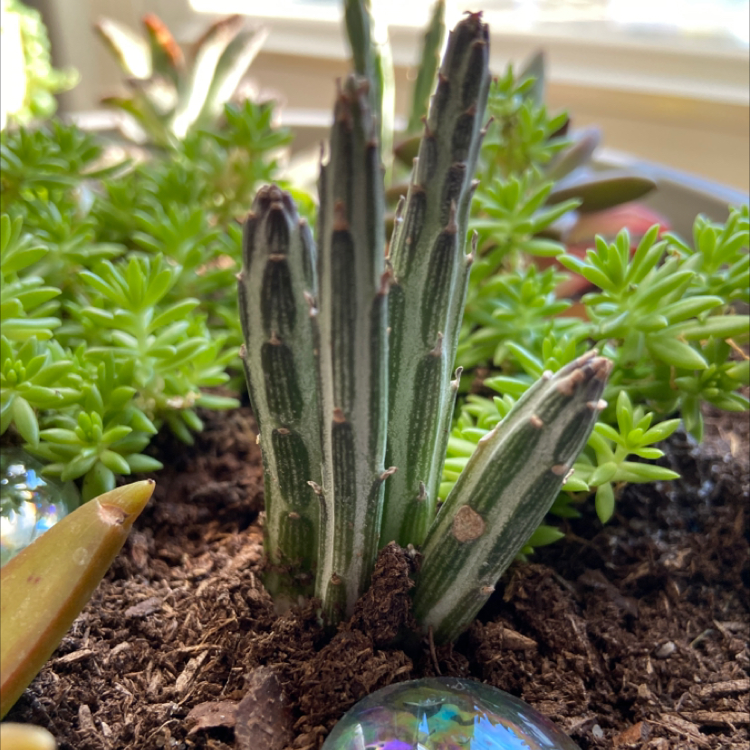 Photo of the plant species Pencil Cactus by @MichellesOasis named What Up on Greg, the plant care app