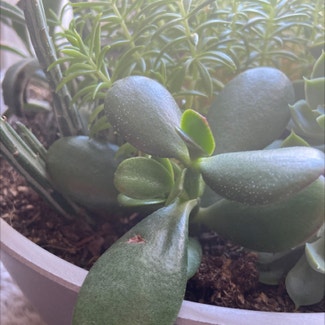 Jade plant in Somewhere on Earth