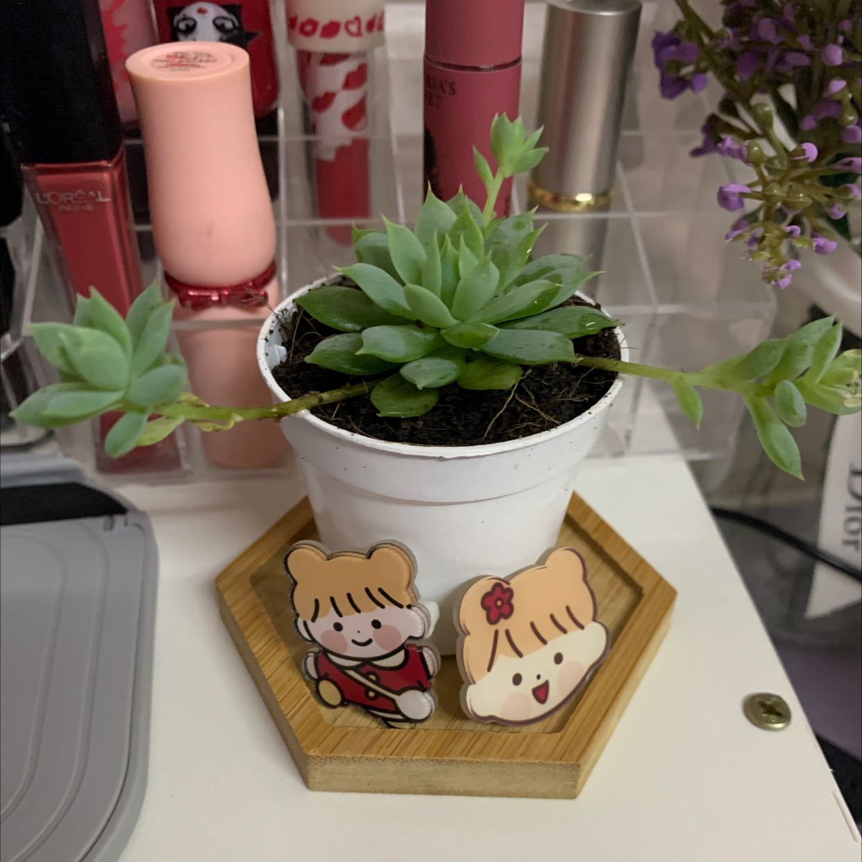 Photo of the plant species Graptopetalum macdougallii by Huiwen named 小小白 on Greg, the plant care app