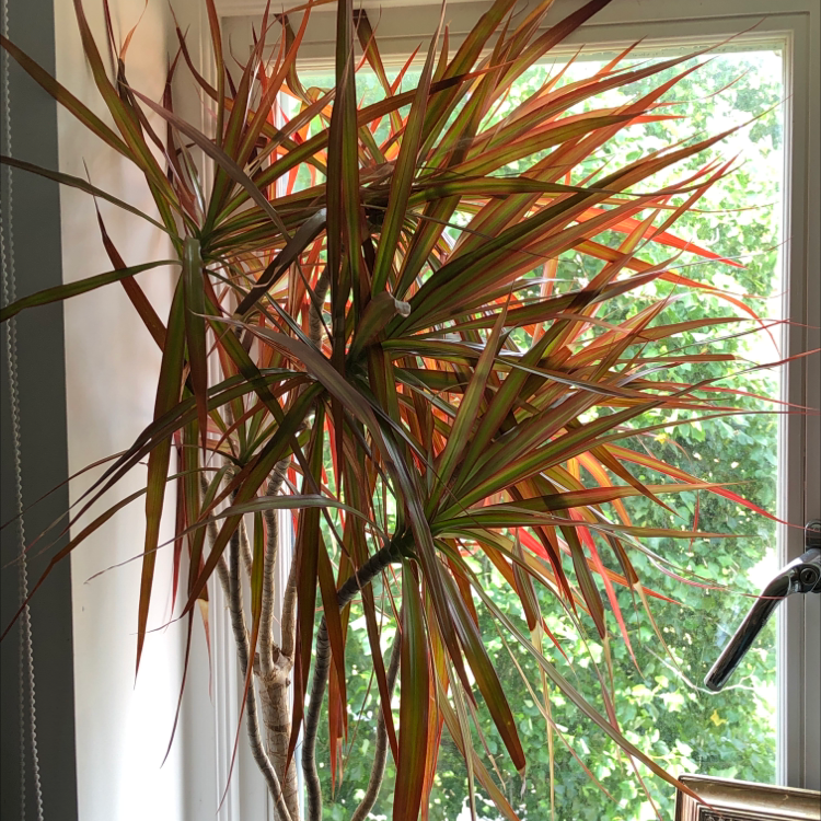 Song of India plant photo by Den named Dragon Tree on Greg, the plant care app.