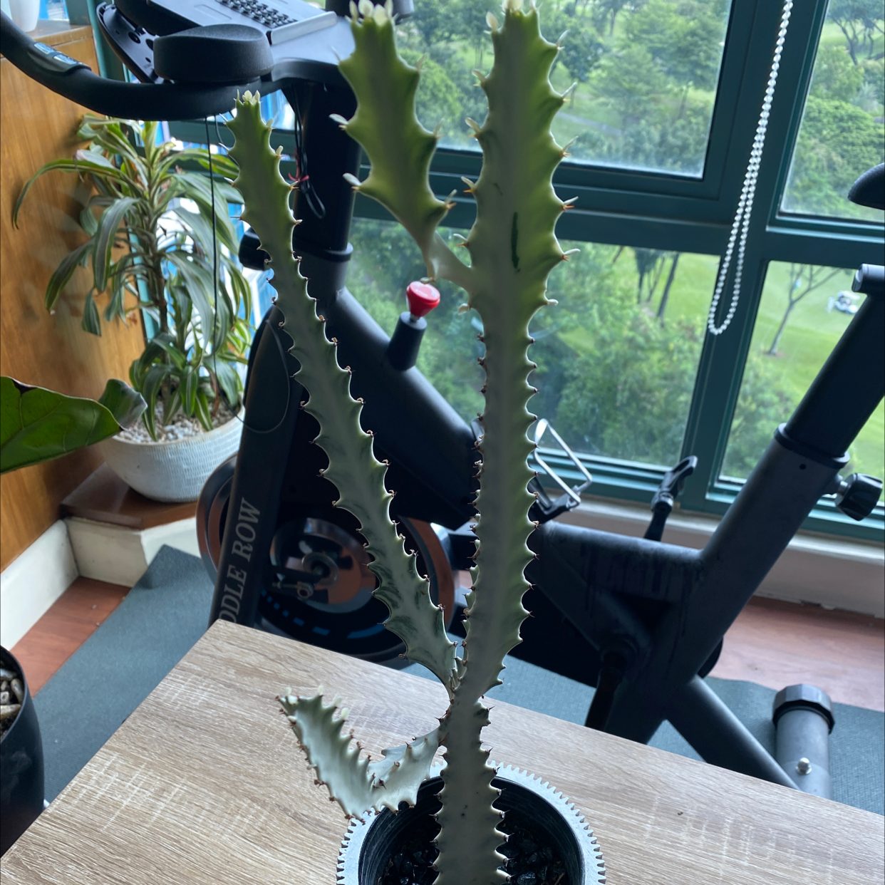 Photo of the plant species White Ghost Euphorbia by @Jksmendoza named Whitey on Greg, the plant care app