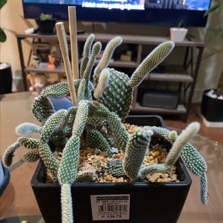 Bunny Ears Cactus plant in Somewhere on Earth