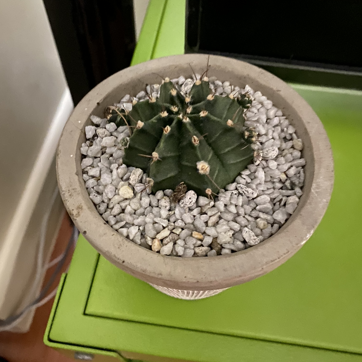 Photo of the plant species Gymnocalycium stenopleurum by @Jksmendoza named Gymno on Greg, the plant care app