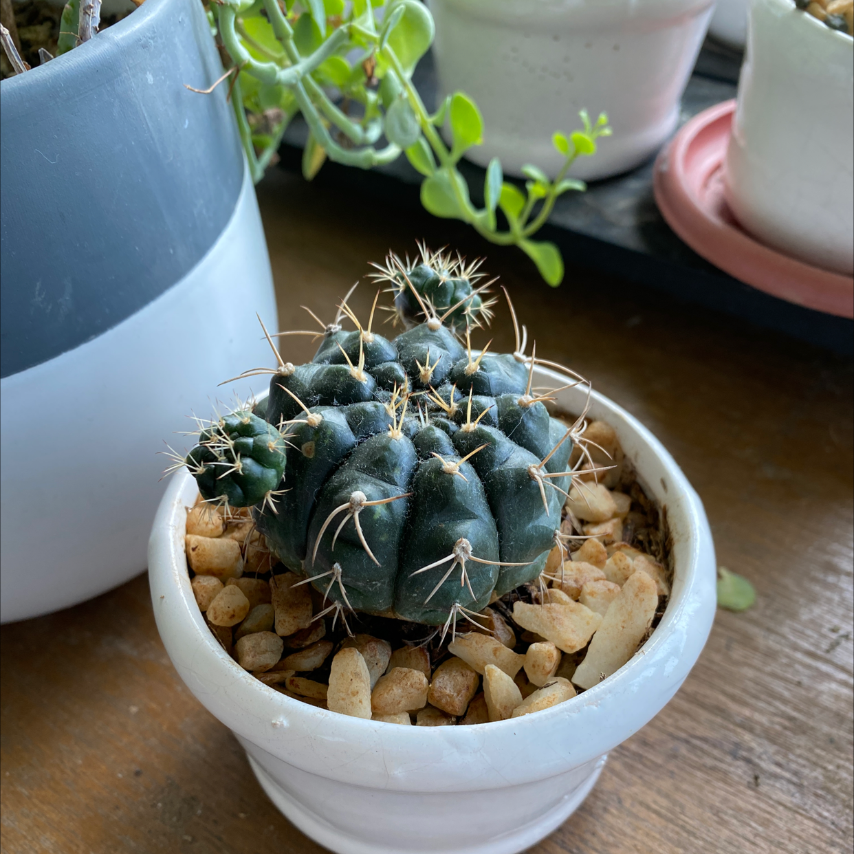 Turbinicarpus schmiedickeanus cactus in a white pot with rocky soil, appears healthy.