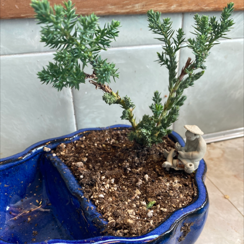 Photo of the plant species Needle Juniper by @Daniellejewelll named Your plant on Greg, the plant care app
