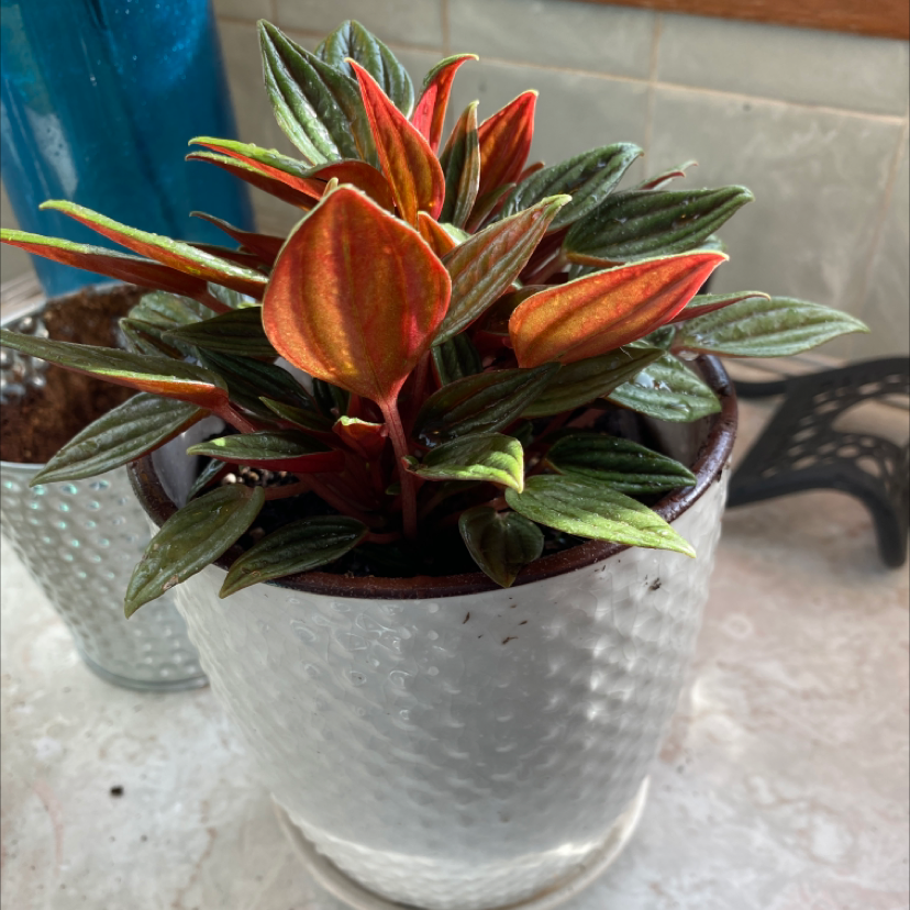 Peperomia Caperata plant photo by @Daniellejewelll named Your plant on Greg, the plant care app.