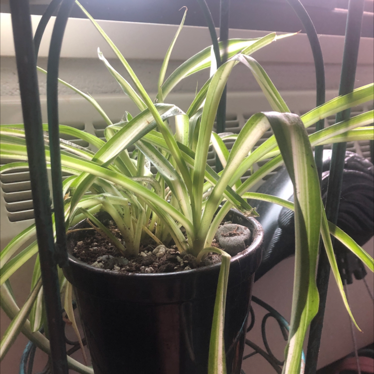 Spider Plant plant photo by Anna named Mr. hands on Greg, the plant care app.