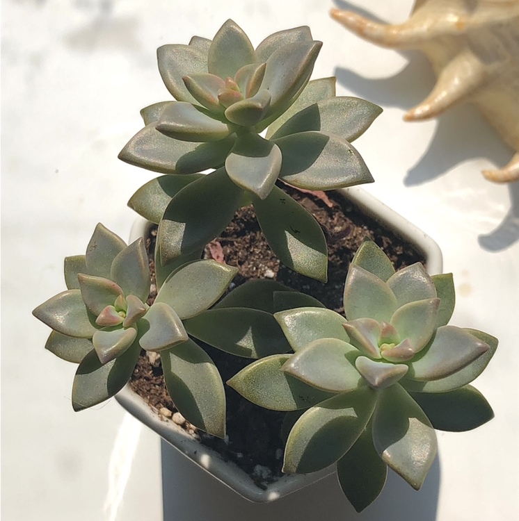 Healthy Graptosedum 'Alpenglow' succulent with rosette-shaped leaves in a pot.