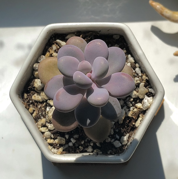 Pink Moonstones succulent in a hexagonal pot with visible soil, well-framed and in focus.