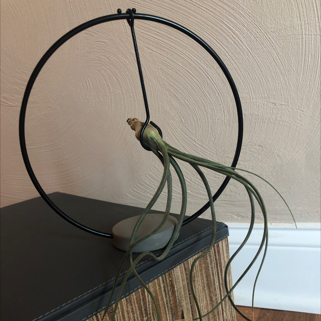 Tillandsia Juncea plant mounted on a circular metal frame against a textured wall.
