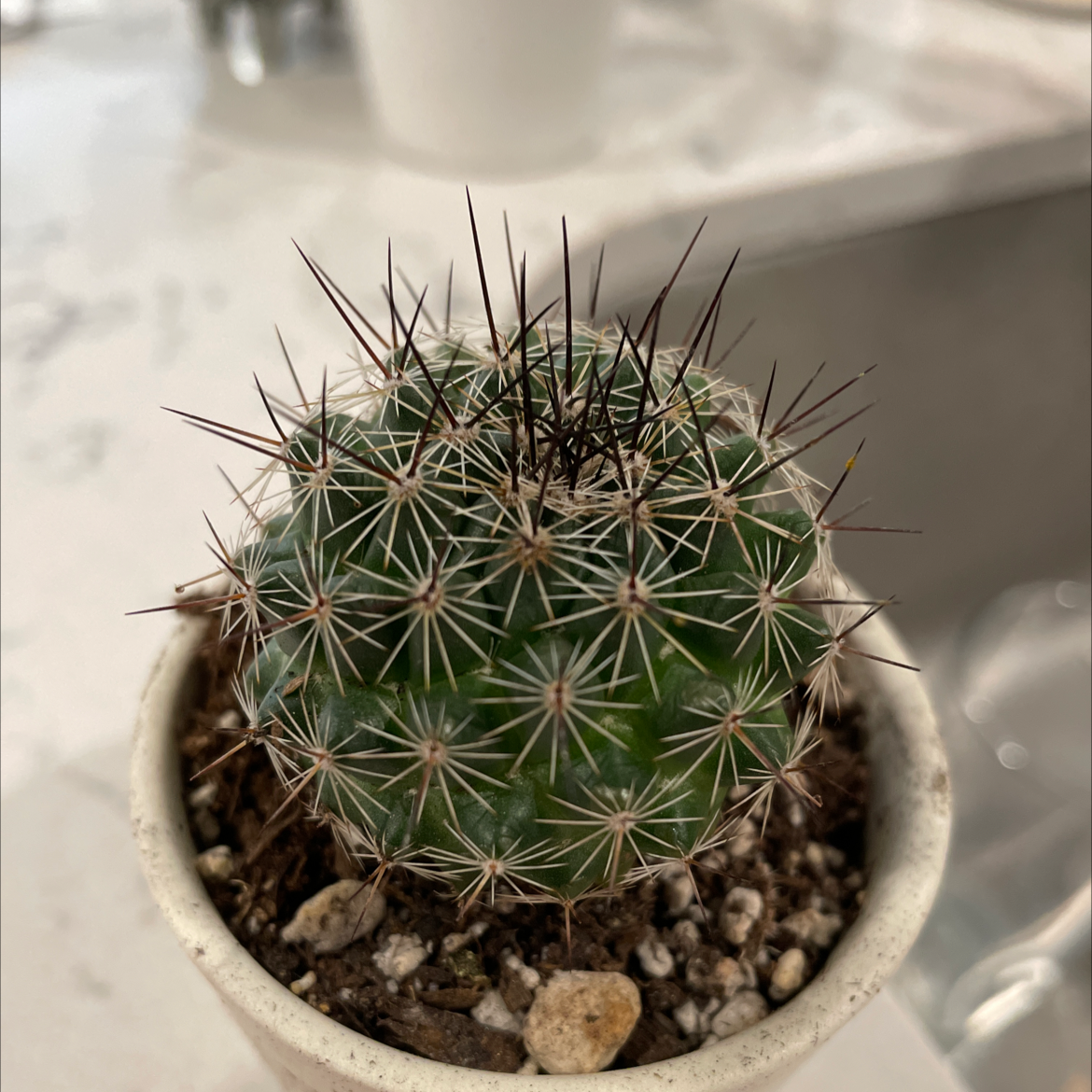 Photo of the plant species Scheer's Fishhook Cactus by Dani named Pokey on Greg, the plant care app