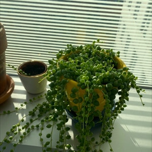 String of Pearls plant photo by @Sammyjshupe named Pea on Greg, the plant care app.