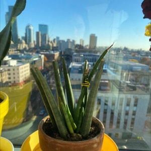 Cylindrical Snake Plant plant photo by @Sammyjshupe named Dragon Fingers on Greg, the plant care app.