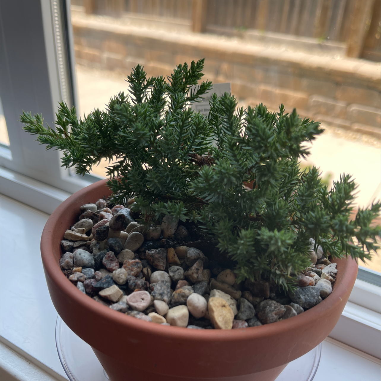Photo of the plant species Blue Star Juniper by @Sehajpal4u named John Snow on Greg, the plant care app
