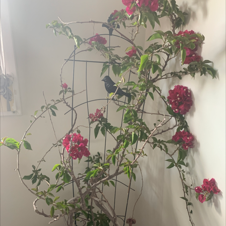 Bougainvillea plant with red flowers climbing on a trellis indoors.