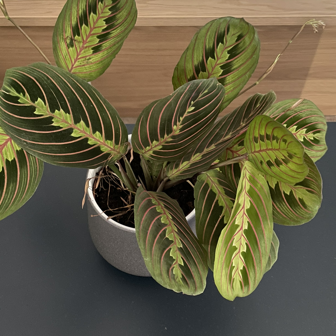 Lemon Lime Prayer Plant in a pot with vibrant green leaves and distinctive vein patterns.
