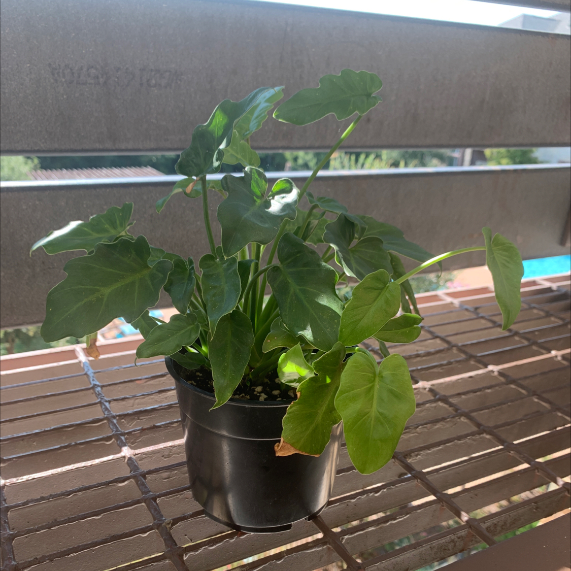 Philodendron Xanadu plant photo by @asslynn named Xana on Greg, the plant care app.