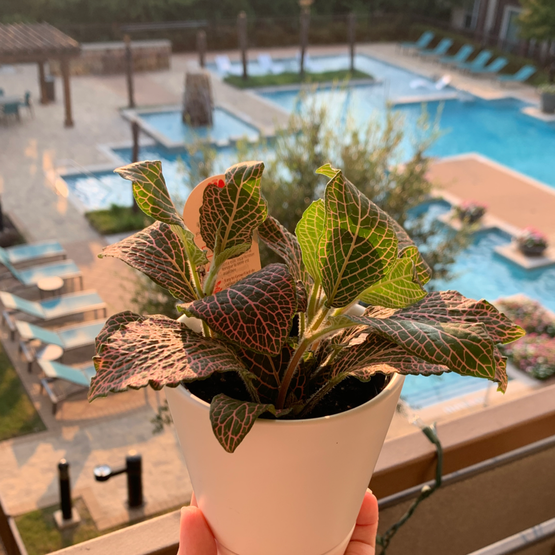 Nerve Plant plant photo by @asslynn named Khaleesi on Greg, the plant care app.