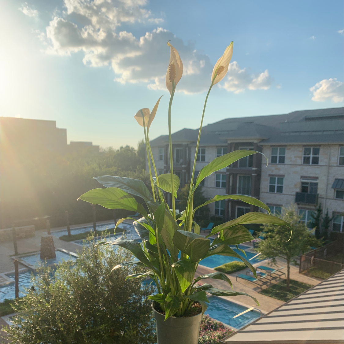 Peace Lily plant photo by @asslynn named Luna on Greg, the plant care app.