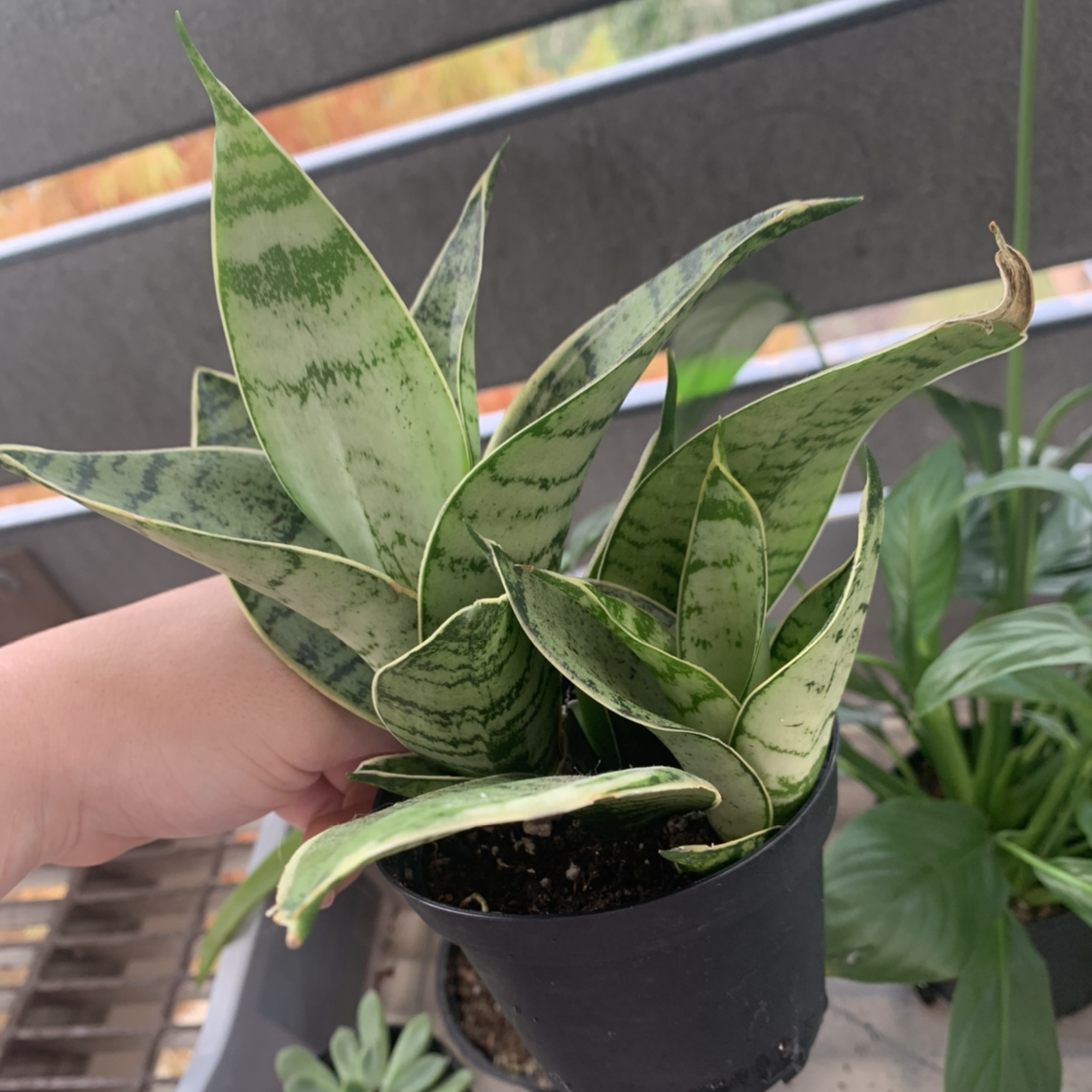 Snake Plant Starlight plant photo by @asslynn named Zeus on Greg, the plant care app.