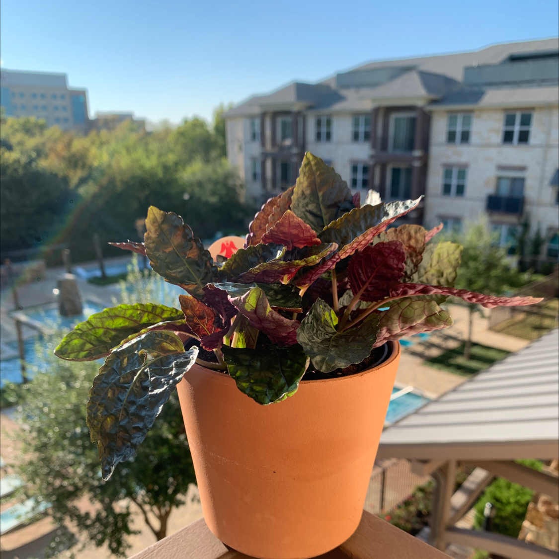 Waffle Plant plant photo by @asslynn named Oscar on Greg, the plant care app.