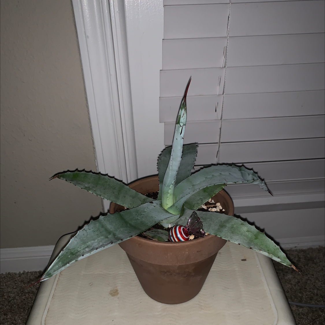 Maguey plant photo by @asslynn named Gomez on Greg, the plant care app.