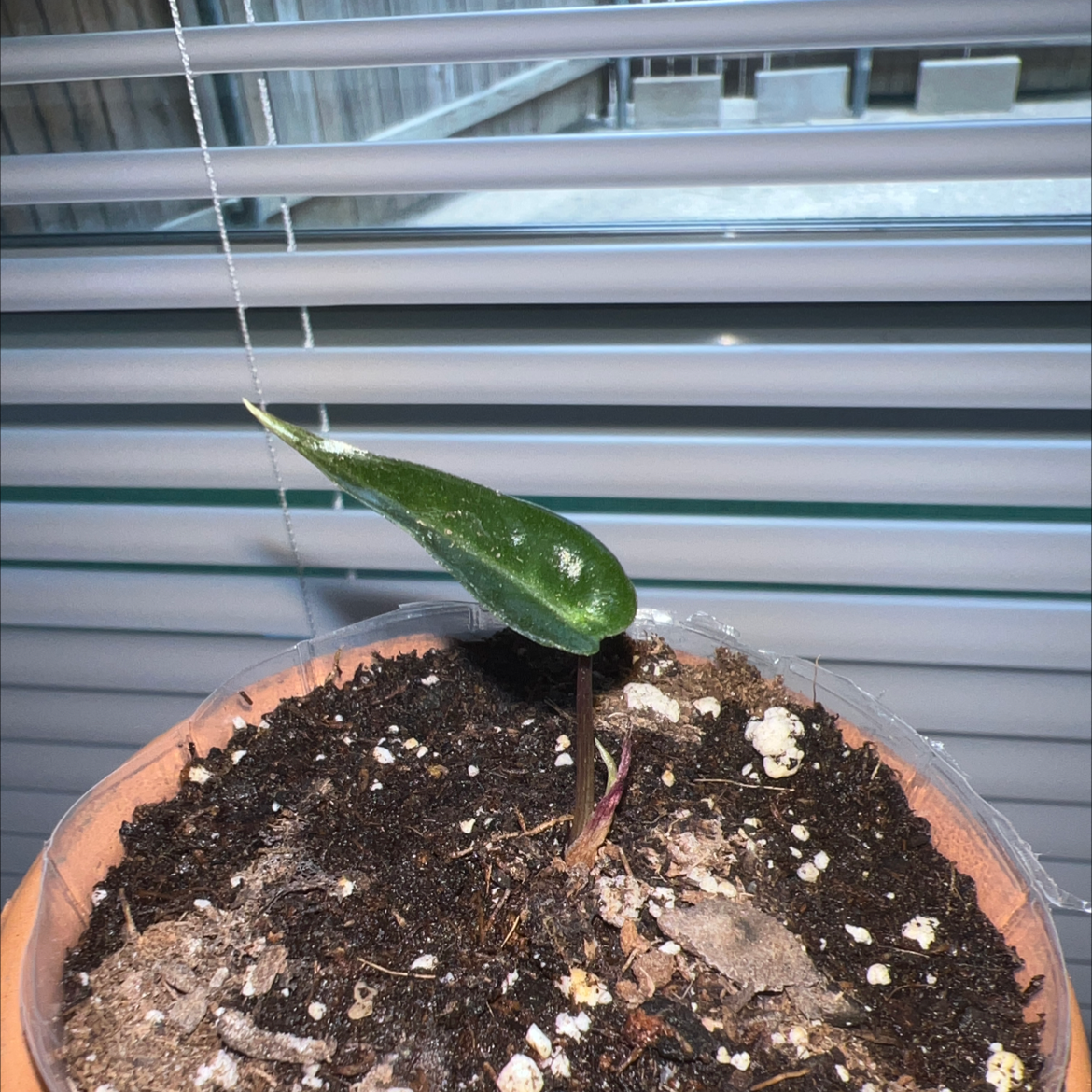 Young Alocasia 'Bambino' plant with a single healthy leaf in a pot with visible soil.