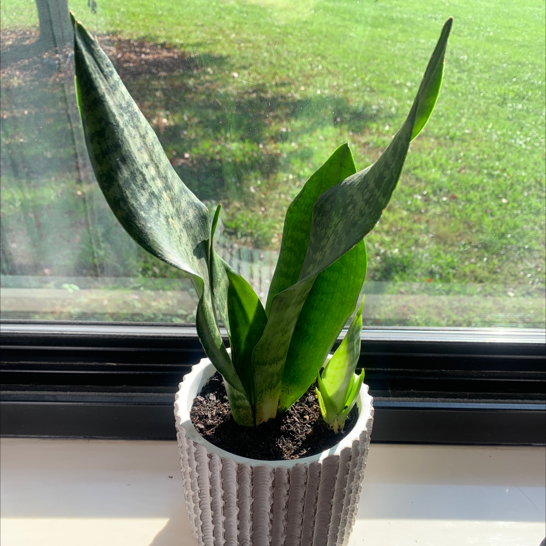 Snake Plant plant photo by @lBadOdinl named Snake on Greg, the plant care app.