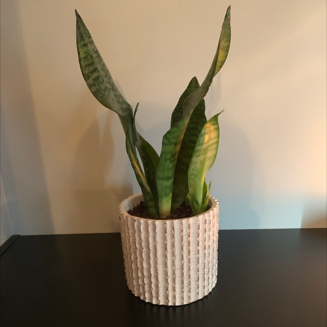Snake Plant plant photo by @lBadOdinl named Snake on Greg, the plant care app.