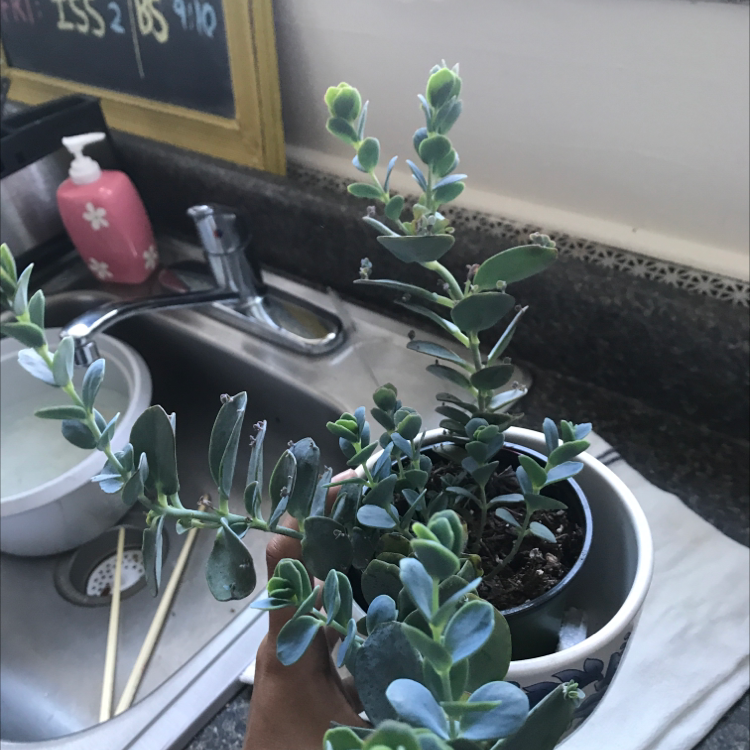 How Much Humidity Does My Marnier's Kalanchoe Need?