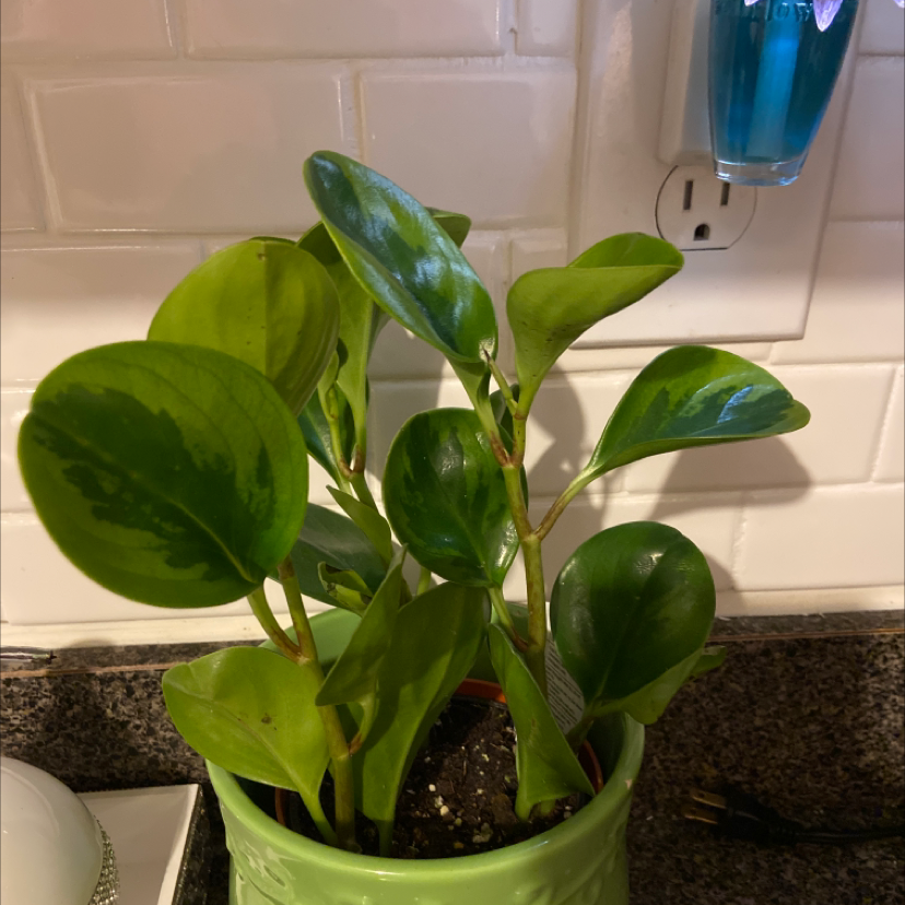 Baby Rubber Plant plant photo by Yvette named Your plant on Greg, the plant care app.