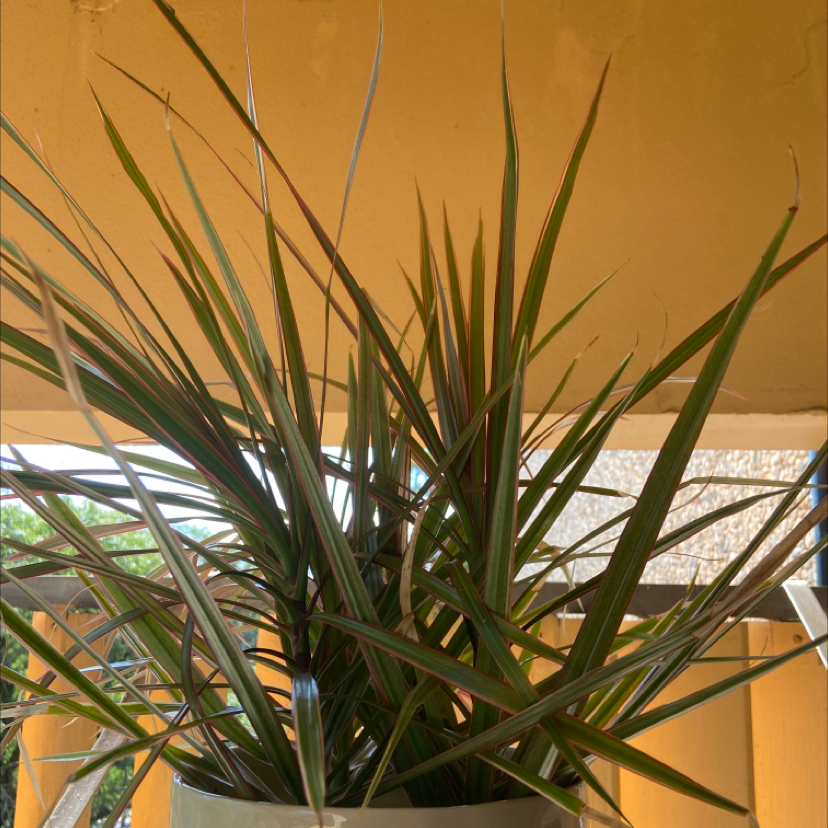 Song of India plant photo by Yvette named Your plant on Greg, the plant care app.