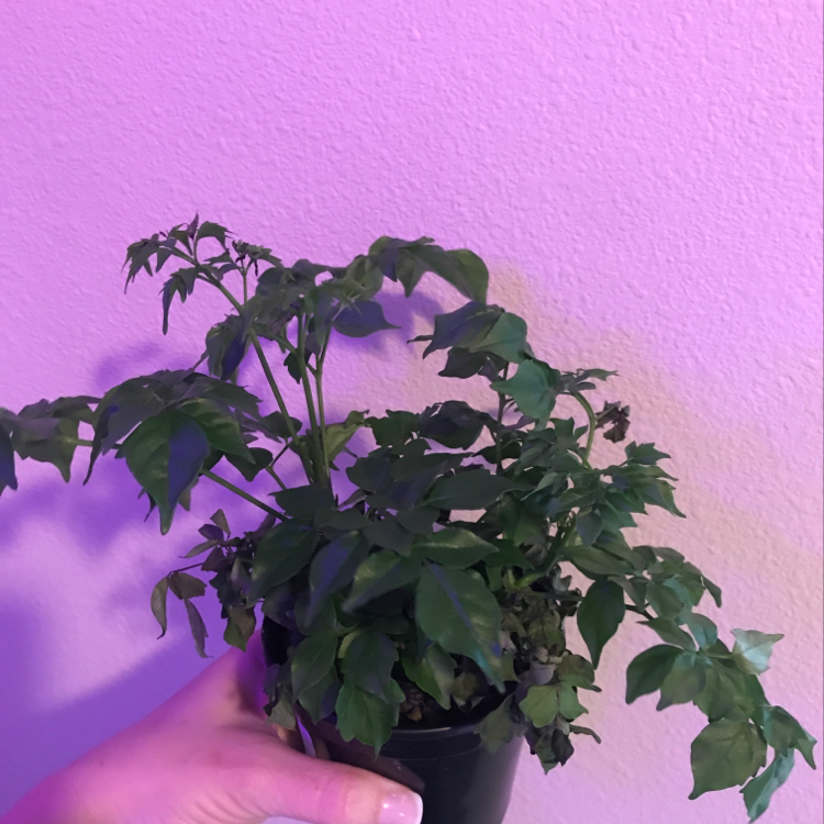 A healthy China Doll plant with glossy green compound leaves, against a bright pink background, with a hand holding the plant.