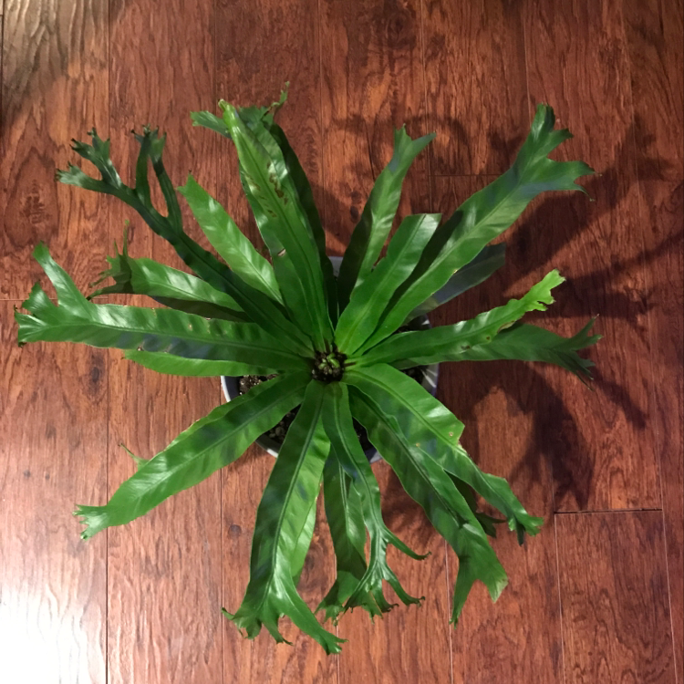 Top view of a healthy Chrissy Fern with long green fronds.