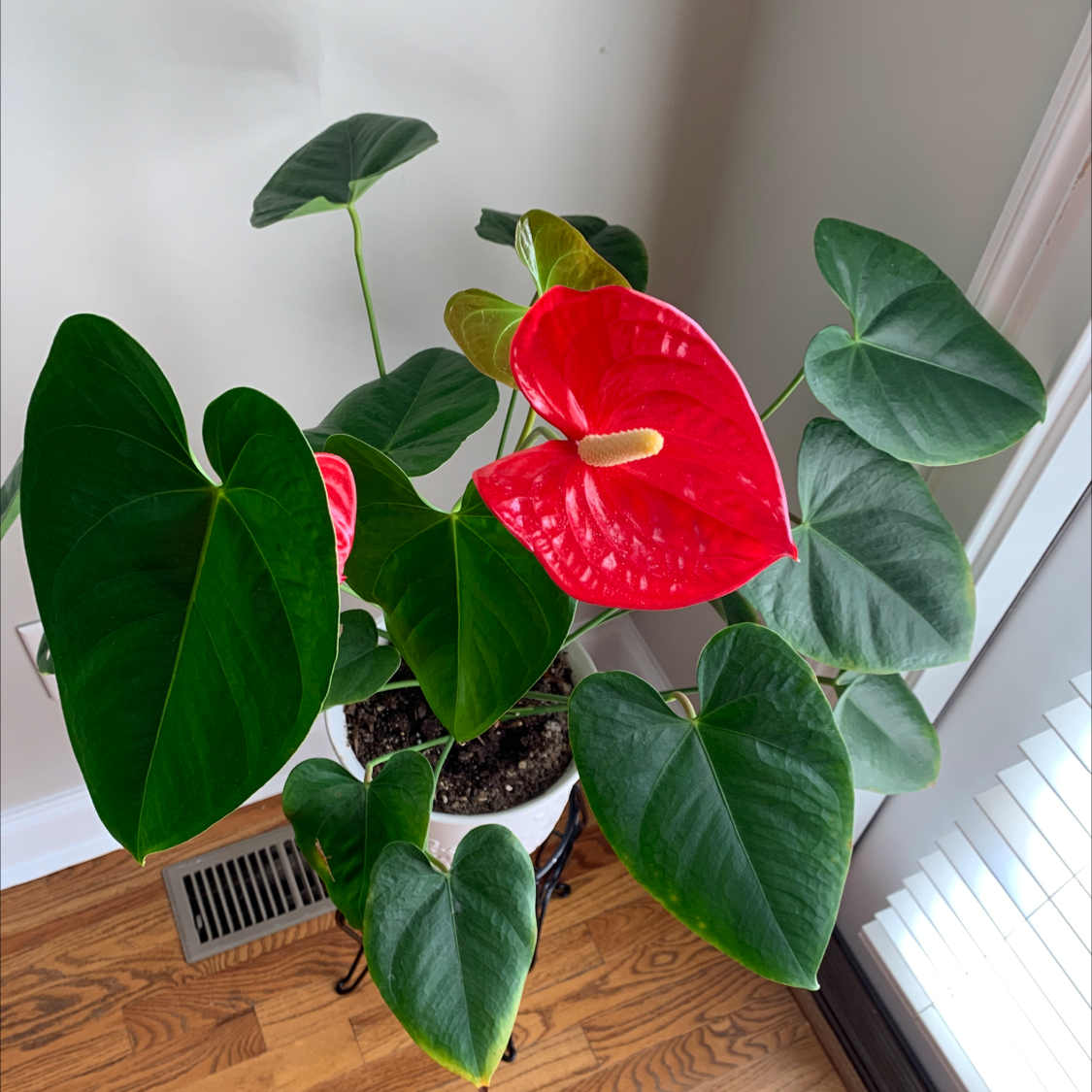 Photo of the plant species Painter's Palette by Mimi named Anthurium on Greg, the plant care app