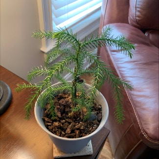Norfolk Island Pine plant in Smyrna, Georgia